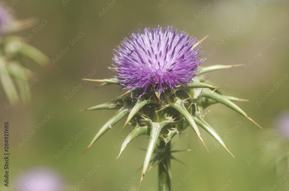 Silybum marianum cardus marianus, milk thistle, blessed milkthistle, Marian thistle, Mary thistle, Saint Mary's thistle, Mediterranean milk thistle, variegated thistle and Scotch thistle Silybum marianum cardus marianus, milk thistle, blessed milkthistle, Marian thistle, Mary thistle, Saint Mary's thistle, Mediterranean milk thistle, variegated thistle and Scotch thistle