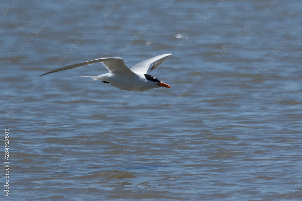 Caspian Tern in Australasia