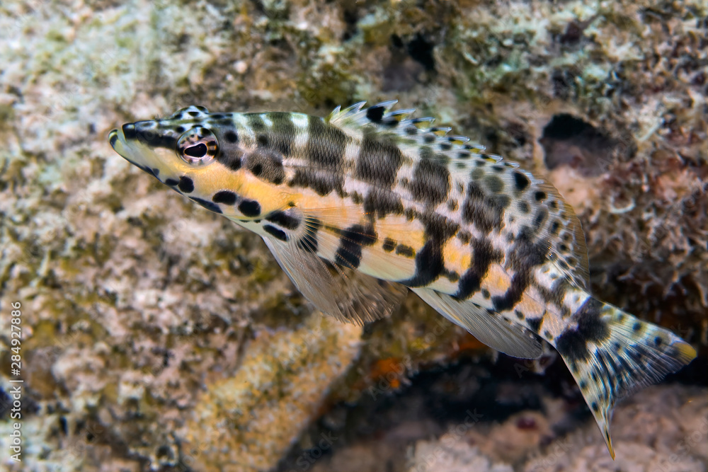 Harlequin Bass (Serranus tigrinus), Reefs of Bonaire Harlequin Bass (Serranus tigrinus), Reefs of Bonaire