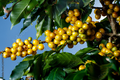 Farm coffee plantation in Brazil - Cafe do Brasil photo