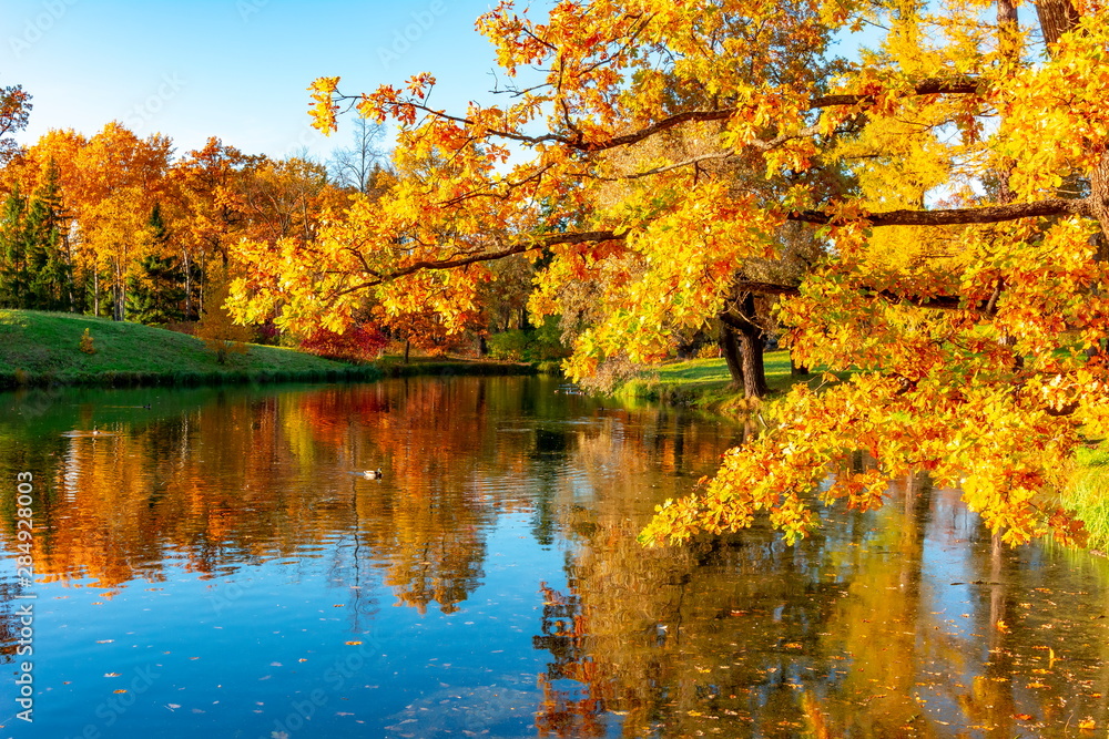 Obraz Golden autumn (fall) in Alexander park, Tsarskoe Selo (Pushkin) Saint Petersburg, Russia