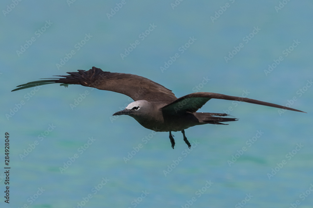 Fototapeta premium Common Noddy in Australia