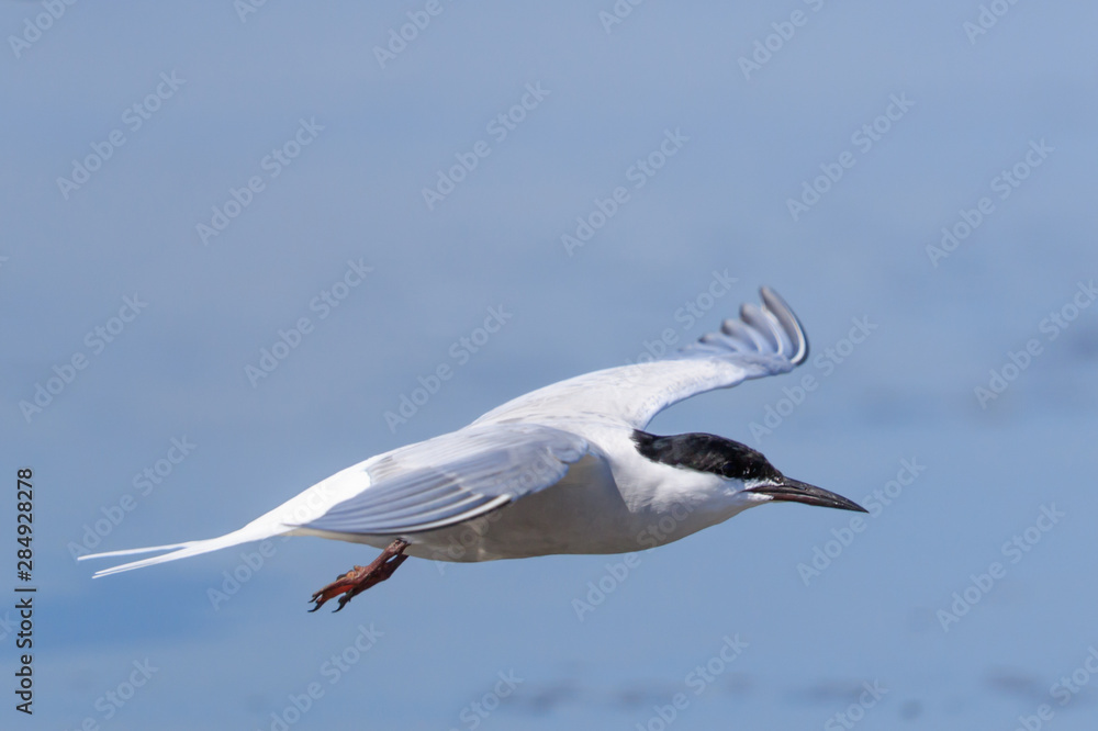 Fototapeta premium Rybitwa rzeczna w Australazji