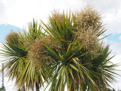 Cabbage palm tree (Sabal Palm) © pr2is