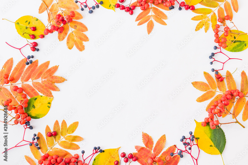 Flat lay frame with colorful autumn leaves and berries on a white background Flat lay frame with colorful autumn leaves and berries on a white background