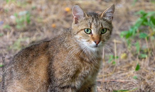 Wallpaper Mural homeless cat with green eyes outdoors Torontodigital.ca