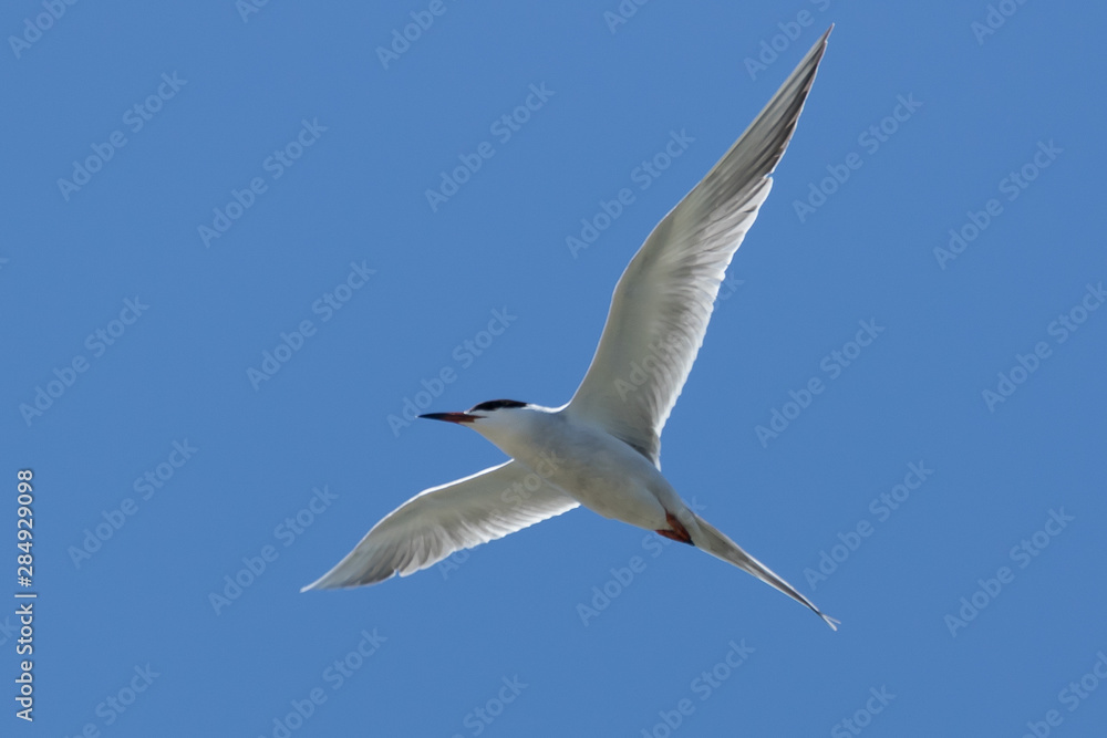 Naklejka premium Forster's Tern in Texas USA