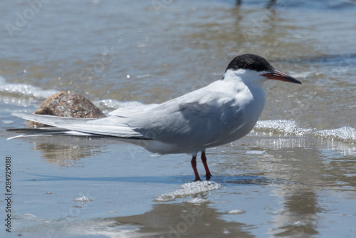 Forster's Tern in Texas USA