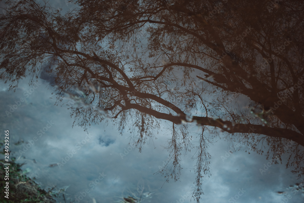 Fototapeta premium tree in the fog