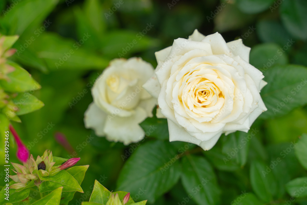 Photo of a white rose growing in the garden on a background of green foliage Photo of a white rose growing in the garden on a background of green foliage