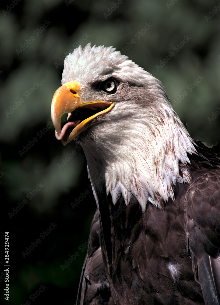 Obraz premium Our National Bird