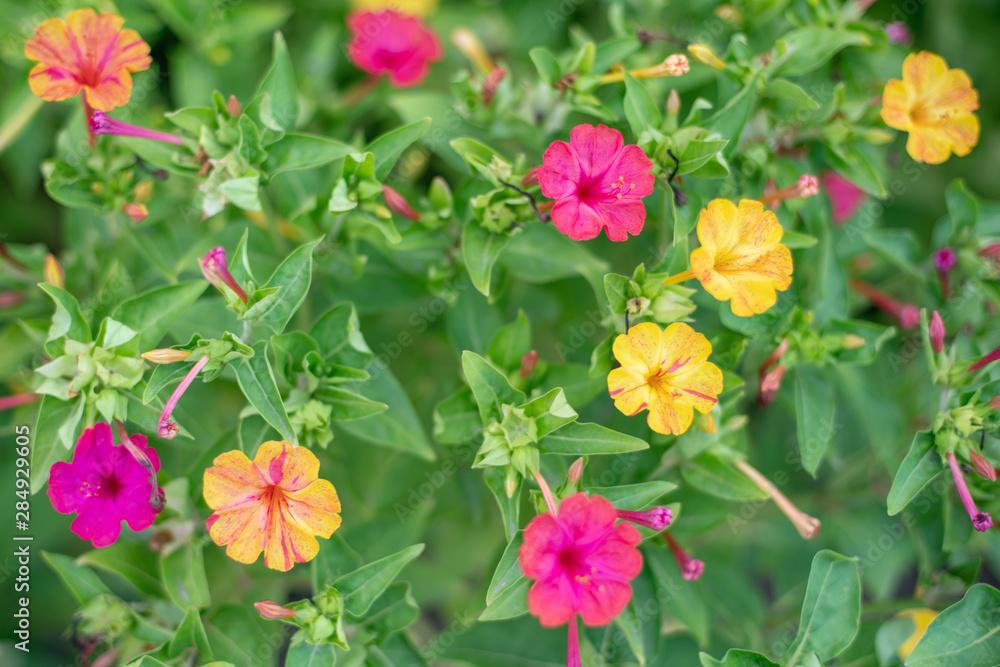 Pink and yellow mirabilis flowers. Night beauty. Pink and yellow mirabilis flowers. Night beauty.