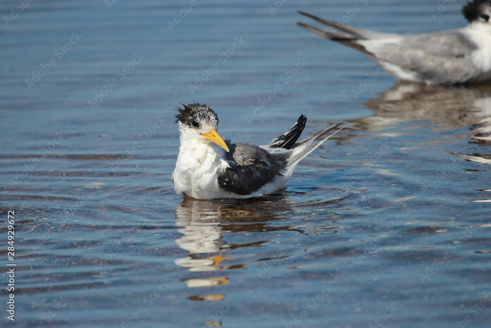 Greater Crested Tern in Australia Greater Crested Tern in Australia