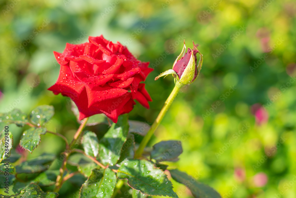 Obraz premium Red rose flower with drops of morning dew