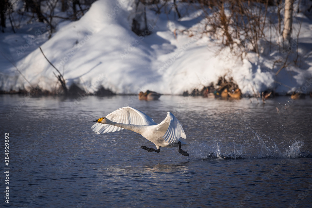 Fototapeta premium A swan is running through the water. Runs for flight. 