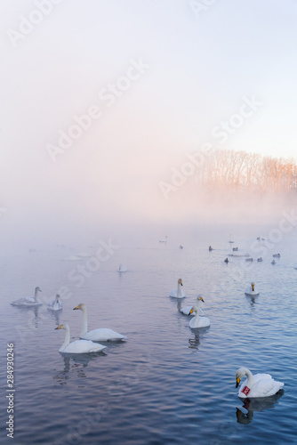 A group of swans swims on a lake on a frosty winter day. "Lebedinyj" Swan Nature Reserve, "Svetloye" lake, Urozhaynoye Village, Sovetsky District, Altai region, Russia