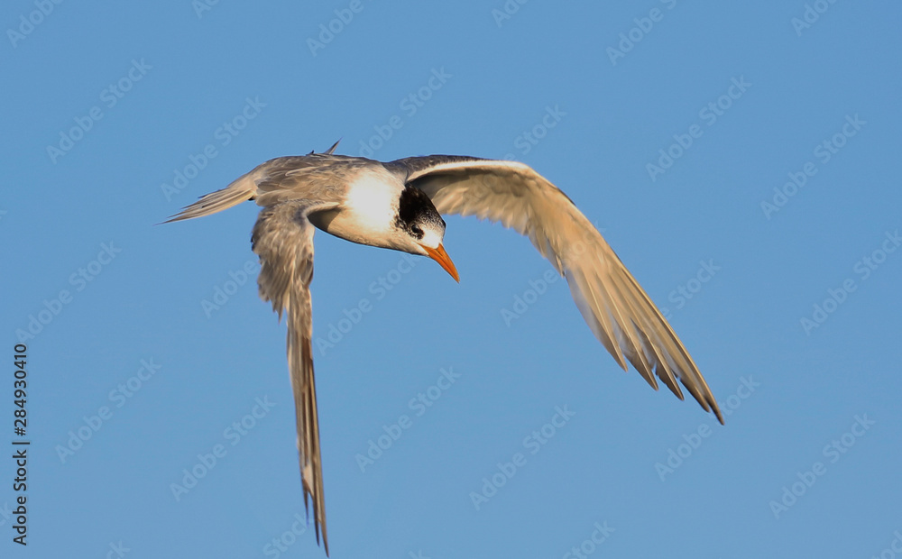 Obraz premium Greater Crested Tern in Australia