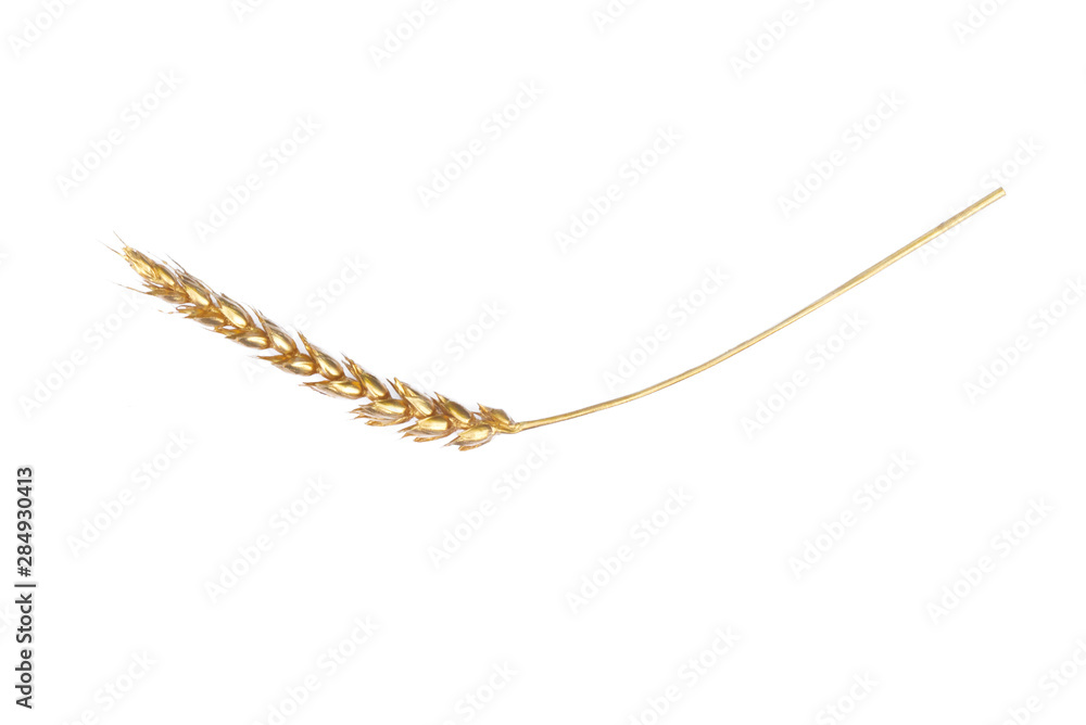 Golden wheat stem isolated on a white background. Golden wheat stem isolated on a white background.