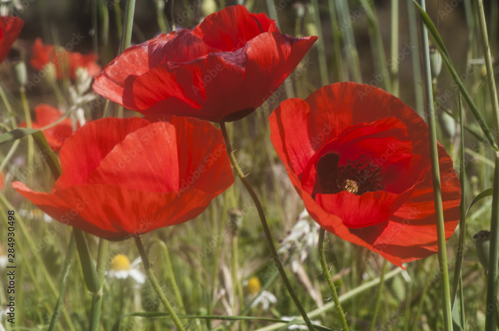 Obraz premium Papaver rhoeas spring fields full of red poppies in Andalusia