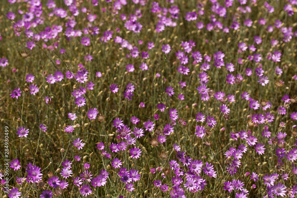 Xeranthemum annuum is a flowering plant species also known as annual everlasting or immortelle. Xeranthemum annuum is a flowering plant species also known as annual everlasting or immortelle.