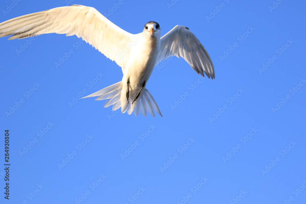 Fototapeta premium Greater Crested Tern in Australia