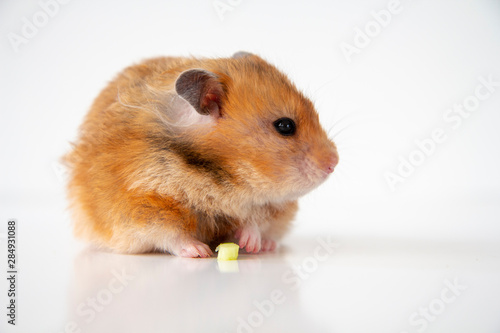 Close up of a Syrian hamster with orange fur, looking sideways with a piece of food in front