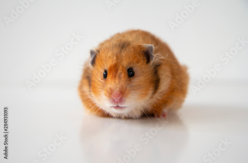 Studio portrait of a orange syrian hamster on a white background