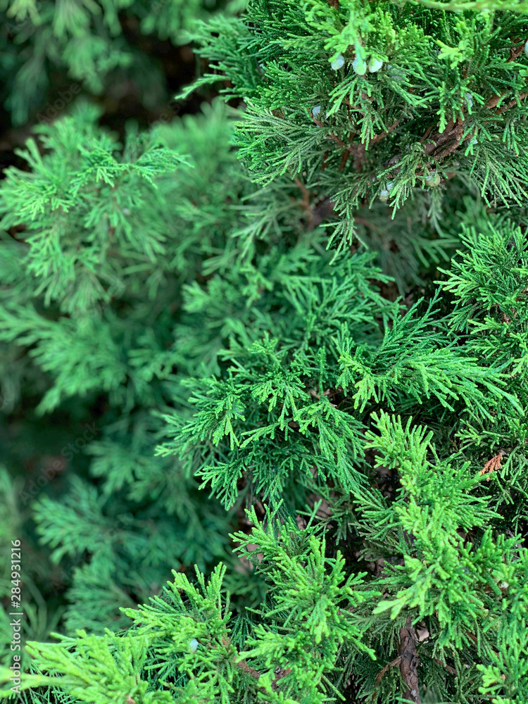 Branch of green arborvitae with blue cones. Branch of green arborvitae with blue cones.