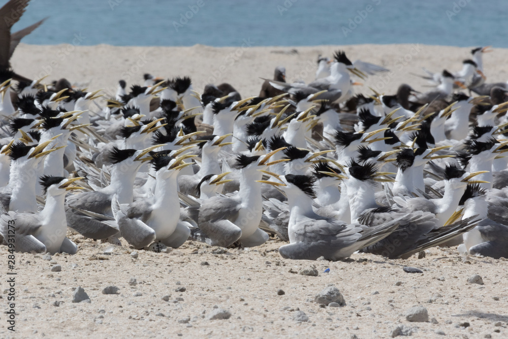 Fototapeta premium Greater Crested Tern in Australia