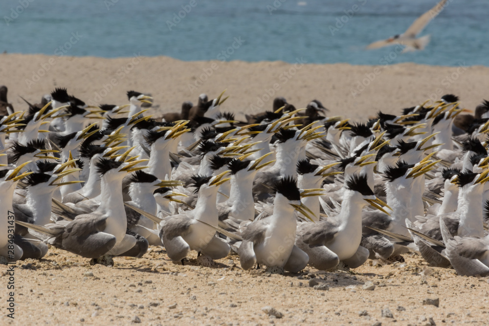 Fototapeta premium Greater Crested Tern in Australia