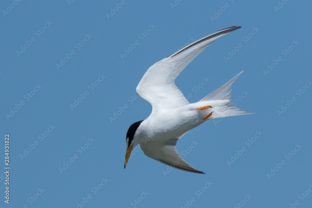 Least Tern in Texas USA Least Tern in Texas USA