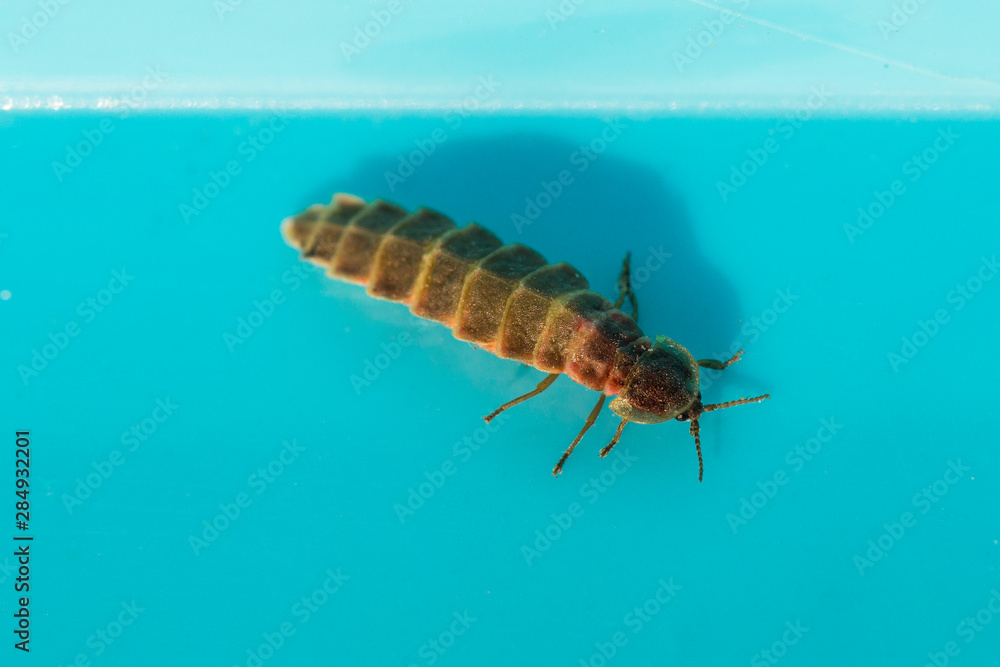 Lampyridae Lampyris noctiluca the common glow-worm Europe. Female Firefly. Lampyridae Lampyris noctiluca the common glow-worm Europe. Female Firefly.