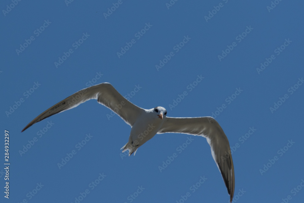 Royal Tern in Texas USA