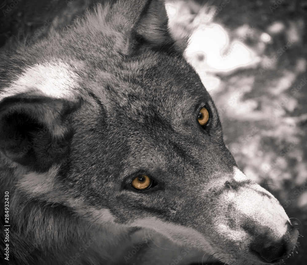 portrait of a wolf in color splash with yellow eyes Stock Photo | Adobe  Stock