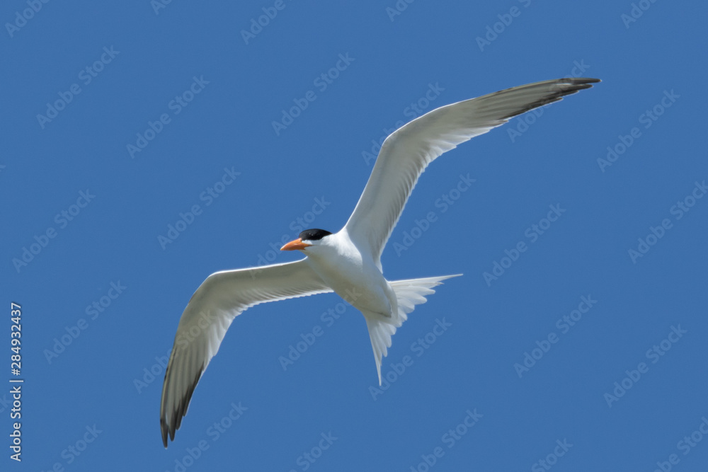 Fototapeta premium Royal Tern in Texas USA
