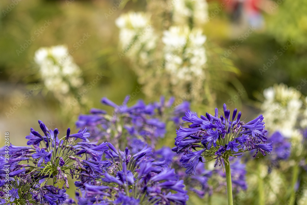 Fototapeta premium Fleurs violettes