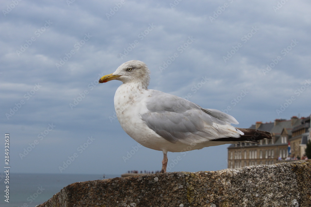 seagull on beach