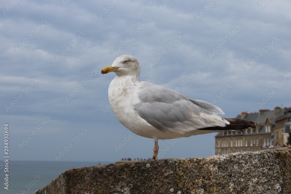 seagull on rock