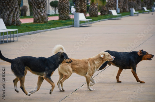 A group of stray dogs