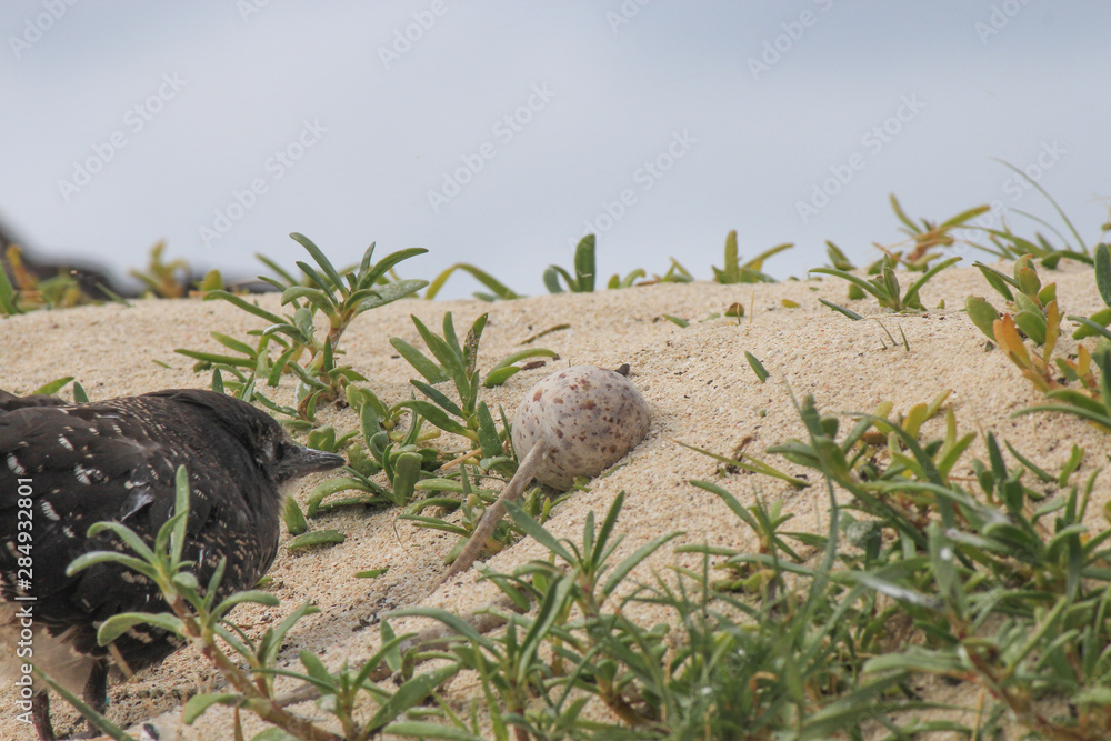 Obraz premium Sooty Tern in Australia