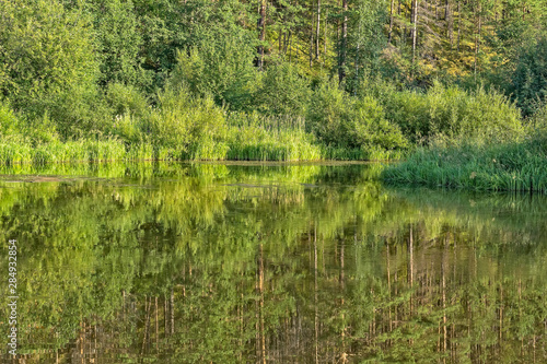 Landscape with forest reflection in a quiet backwater