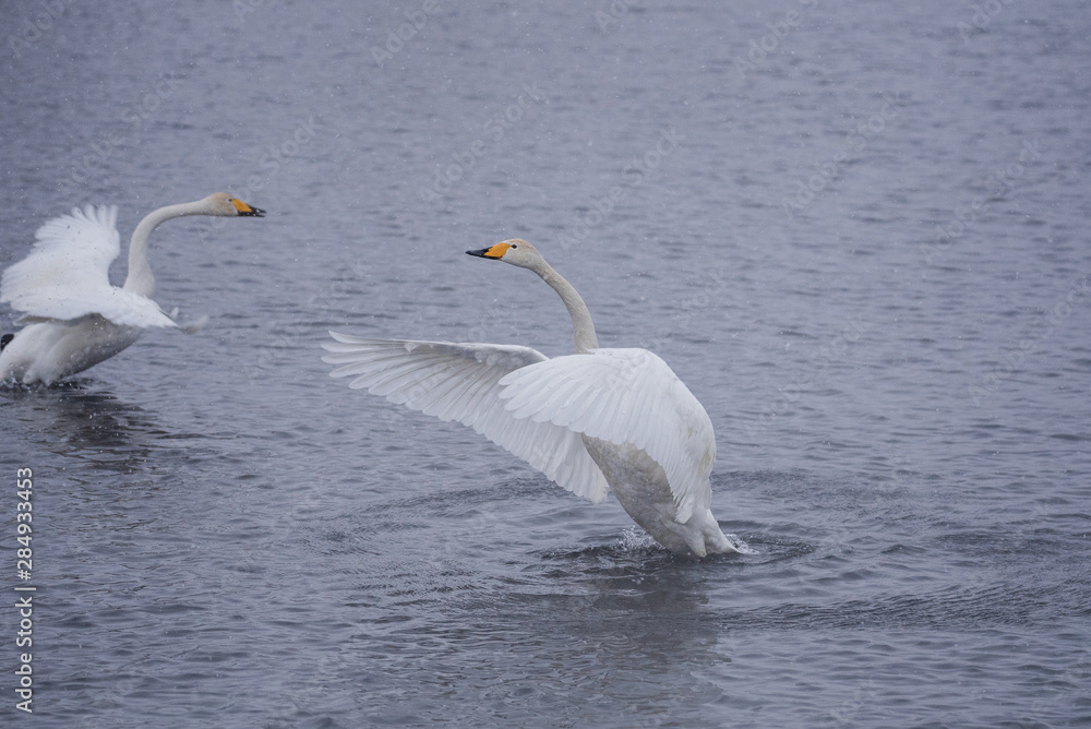 Fototapeta premium The swan flaps its wings. Dries wings and shows its dominance. 