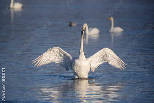 Fototapeta Naklejka Na Ścianę i Meble -  The swan flaps its wings. Dries wings and shows its dominance. 