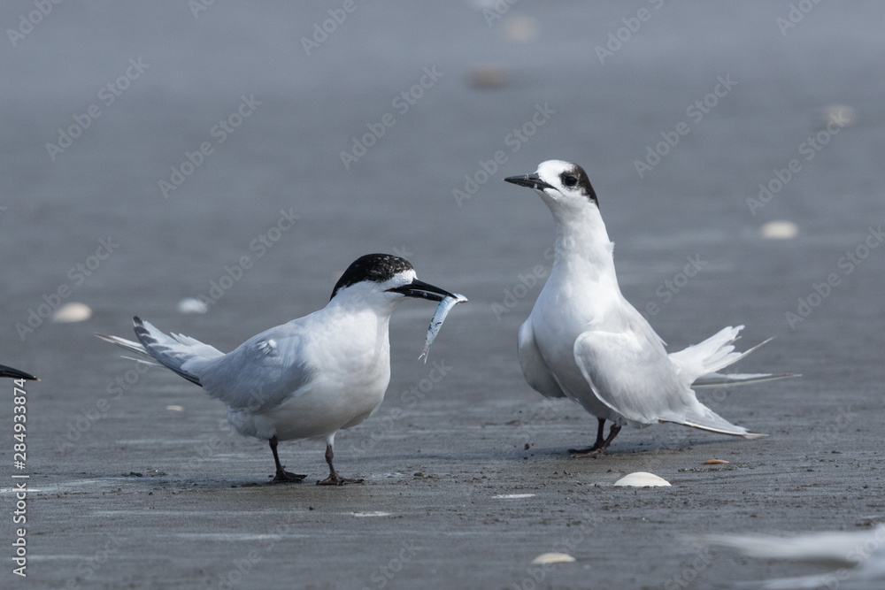 White Fronted Tern in Australasia White Fronted Tern in Australasia