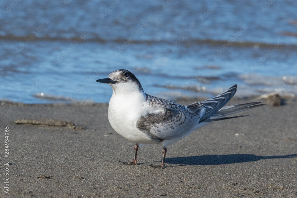 Obraz premium White Fronted Tern in Australasia