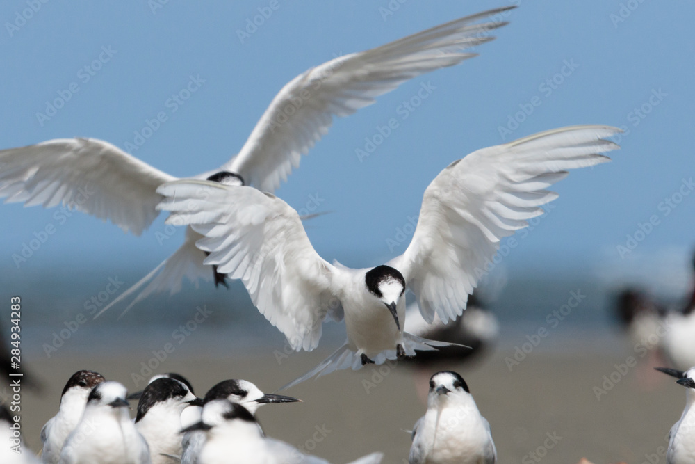 Obraz premium White Fronted Tern in Australasia