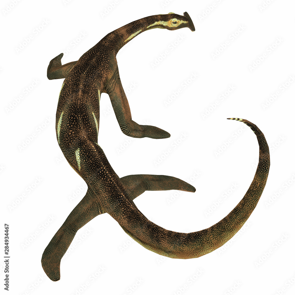 Atopodentatus Marine Reptile Tail - Atopodentatus was a herbivorous semi-aquatic marine reptile that lived in Triassic Seas of China. Atopodentatus Marine Reptile Tail - Atopodentatus was a herbivorous semi-aquatic marine reptile that lived in Triassic Seas of China.