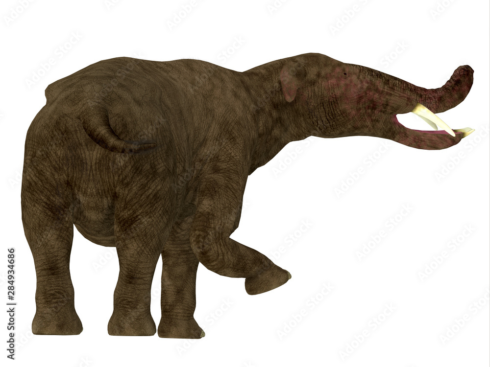 Platybelodon Mammal Tail Platybelodon was herbivorous elephant mammal