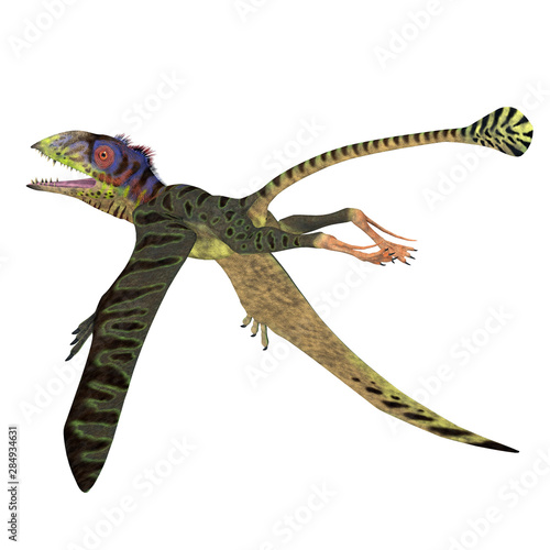 Peteinosaurus Reptile Tail - Peteinosaurus was a carnivorous flying pterosaur that lived in Italy during the Triassic Period. photo