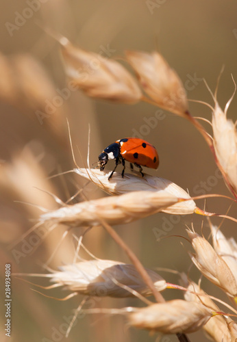 Ladybug sitting on a plant in summer